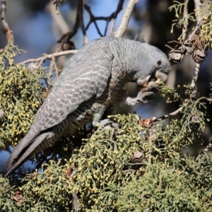 Callocephalon fimbriatum at Fyshwick, ACT - 9 Jul 2020