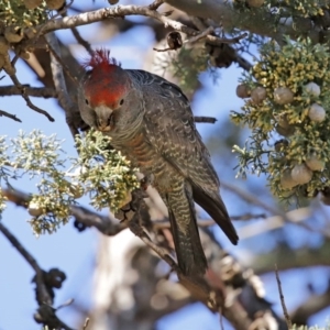 Callocephalon fimbriatum at Fyshwick, ACT - 9 Jul 2020