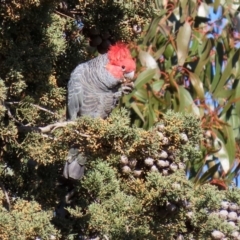 Callocephalon fimbriatum at Fyshwick, ACT - 9 Jul 2020