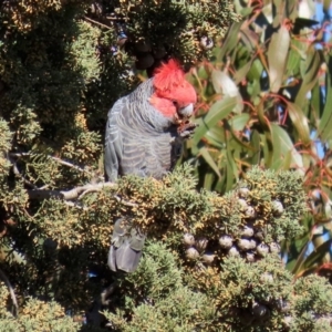 Callocephalon fimbriatum at Fyshwick, ACT - 9 Jul 2020