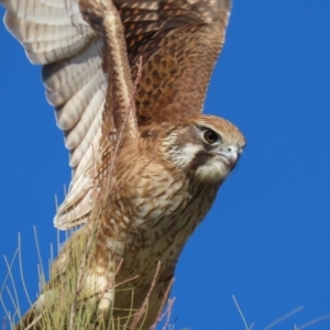 Falco berigora at Fyshwick, ACT - 9 Jul 2020 02:01 PM