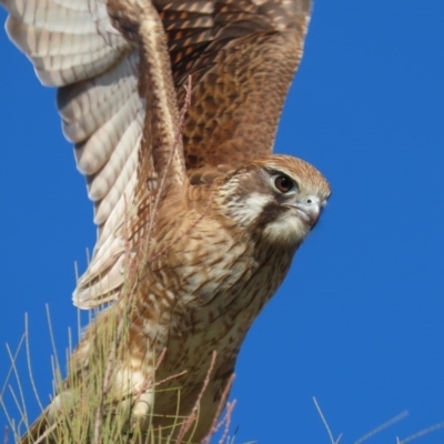 Falco berigora (Brown Falcon) at Fyshwick, ACT - 9 Jul 2020 by RodDeb