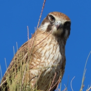 Falco berigora at Fyshwick, ACT - 9 Jul 2020