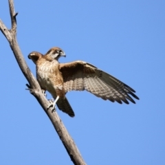 Falco berigora at Fyshwick, ACT - 9 Jul 2020