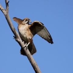 Falco berigora at Fyshwick, ACT - 9 Jul 2020 02:01 PM