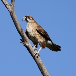 Falco berigora at Fyshwick, ACT - 9 Jul 2020