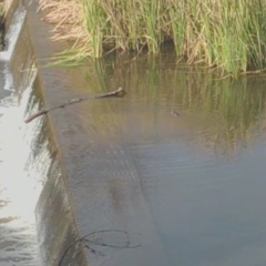 Hydromys chrysogaster (Rakali or Water Rat) at Queanbeyan River - 2 Jul 2020 by LyndalT