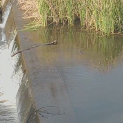 Hydromys chrysogaster (Rakali or Water Rat) at QPRC LGA - 2 Jul 2020 by LyndalT