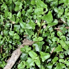 Einadia hastata (Berry Saltbush) at Cullunghutti Aboriginal Area - 10 Jul 2020 by plants