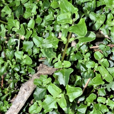 Einadia hastata (Berry Saltbush) at Far Meadow, NSW - 10 Jul 2020 by plants