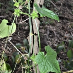 Sicyos australis (Star Cucumber) at Far Meadow, NSW - 11 Jul 2020 by plants