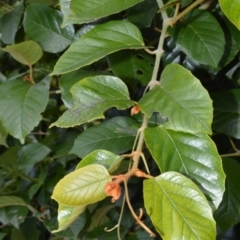 Cissus antarctica (Water Vine, Kangaroo Vine) at Cullunghutti Aboriginal Area - 10 Jul 2020 by plants