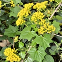 Delairea odorata (Cape Ivy) at Cullunghutti Aboriginal Area - 10 Jul 2020 by plants