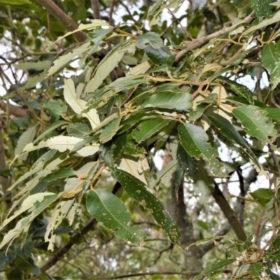 Alphitonia excelsa (Red Ash) at Far Meadow, NSW - 11 Jul 2020 by plants