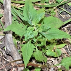 Sigesbeckia orientalis (Indian Weed) at Far Meadow, NSW - 10 Jul 2020 by plants