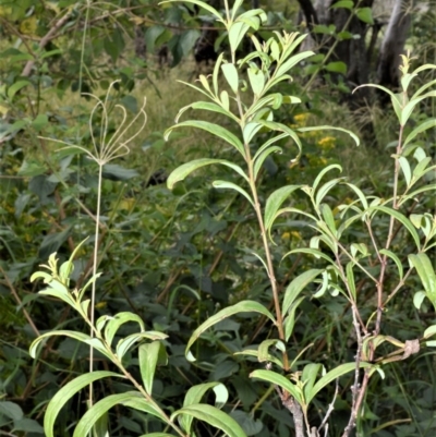 Santalum obtusifolium (Coastal Sandalwood) at Cullunghutti Aboriginal Area - 10 Jul 2020 by plants