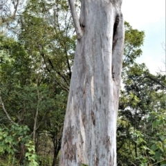 Eucalyptus tereticornis (Forest Red Gum) at Far Meadow, NSW - 11 Jul 2020 by plants