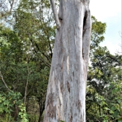 Eucalyptus tereticornis (Forest Red Gum) at Far Meadow, NSW - 10 Jul 2020 by plants