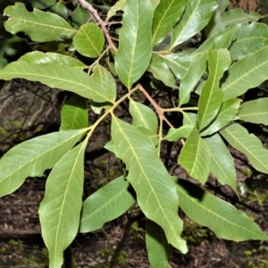 Alectryon subcinereus at Far Meadow, NSW - 11 Jul 2020