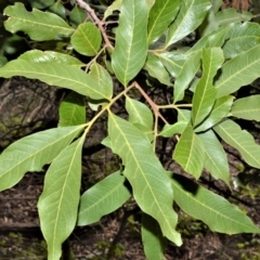 Alectryon subcinereus (Native Rambutan) at Cullunghutti Aboriginal Area - 10 Jul 2020 by plants