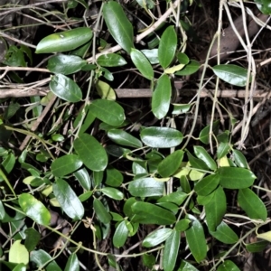 Leichhardtia flavescens at Far Meadow, NSW - 11 Jul 2020