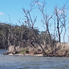 Haliaeetus leucogaster (White-bellied Sea-Eagle) at Conjola, NSW - 10 Apr 2020 by JulieL