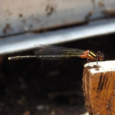 Nososticta solida (Orange Threadtail) at Fadden, ACT - 22 Dec 2018 by YumiCallaway