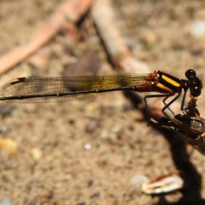 Nososticta solida at Fadden, ACT - 22 Dec 2018