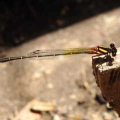 Nososticta solida at Fadden, ACT - 22 Dec 2018