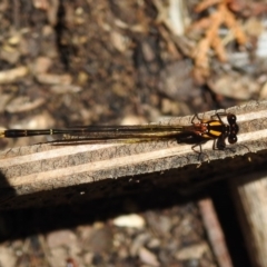 Nososticta solida at Fadden, ACT - 22 Dec 2018