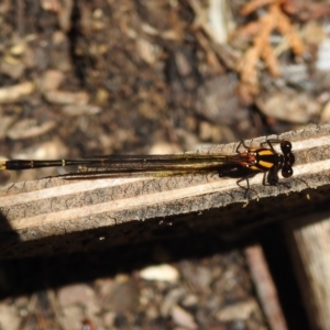 Nososticta solida at Fadden, ACT - 22 Dec 2018