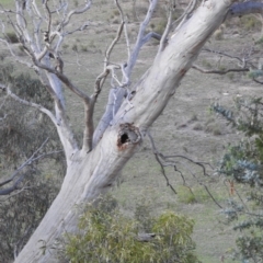 Apis mellifera at Fadden, ACT - 24 Dec 2018 08:08 PM