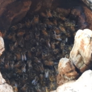 Apis mellifera at Fadden, ACT - 24 Dec 2018