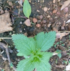 Urtica incisa at Surf Beach, NSW - 6 Jul 2020