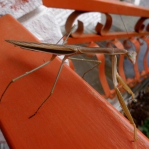 Tenodera australasiae at Fadden, ACT - 19 Jan 2017 09:21 AM