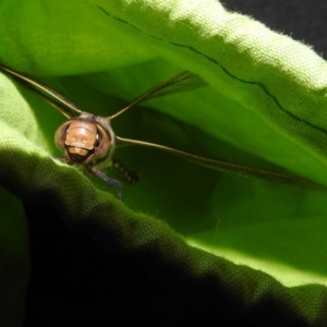 Adversaeschna brevistyla at Fyshwick, ACT - 23 Dec 2018 06:03 AM