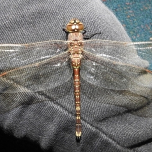 Adversaeschna brevistyla at Fyshwick, ACT - 23 Dec 2018 06:03 AM