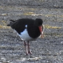 Haematopus longirostris (Australian Pied Oystercatcher) at Tuross Head, NSW - 11 Jul 2020 by HelenCross