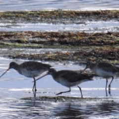 Limosa lapponica (Bar-tailed Godwit) at Tuross Head, NSW - 10 Jul 2020 by HelenCross