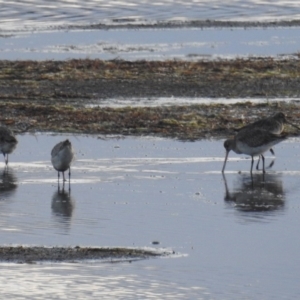 Limosa lapponica at Tuross Head, NSW - 11 Jul 2020 07:50 AM