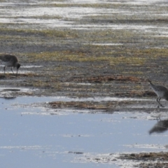 Limosa lapponica at Tuross Head, NSW - 11 Jul 2020