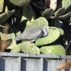Egretta novaehollandiae (White-faced Heron) at Tuross Head, NSW - 11 Jul 2020 by HelenCross