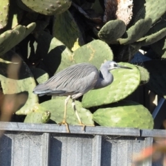 Egretta novaehollandiae (White-faced Heron) at Tuross Head, NSW - 10 Jul 2020 by HelenCross