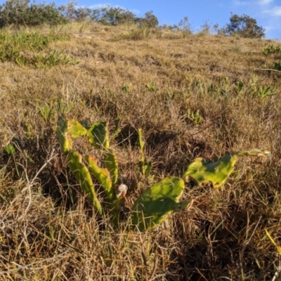 Opuntia monacantha (Smooth Tree Pear ) at Tuross Head, NSW - 10 Jul 2020 by HelenCross