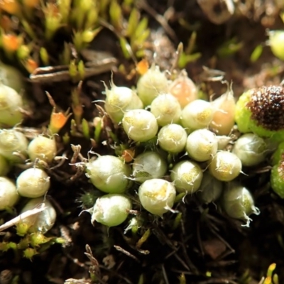 Gigaspermum repens (Moss) at Dunlop, ACT - 7 Jul 2020 by CathB