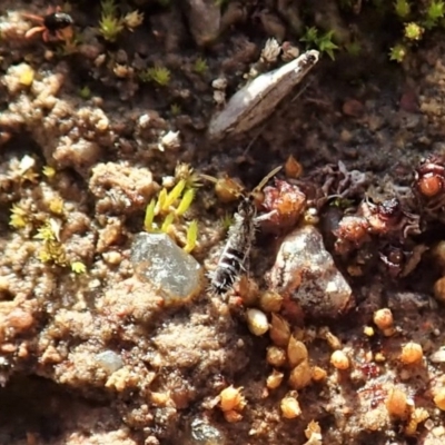 Collembola sp. (class) (Springtail) at Dunlop Grasslands - 7 Jul 2020 by CathB