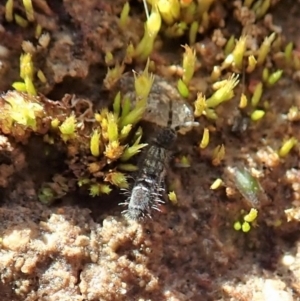 Collembola sp. (class) at Dunlop, ACT - 7 Jul 2020 02:09 PM