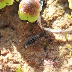 Collembola sp. (class) at Dunlop, ACT - 7 Jul 2020 02:09 PM