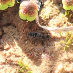 Collembola sp. (class) at Dunlop, ACT - 7 Jul 2020 02:09 PM