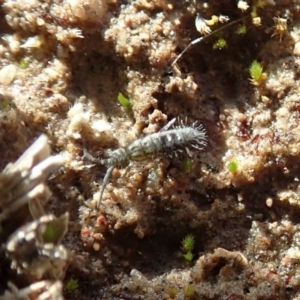 Collembola sp. (class) at Dunlop, ACT - 7 Jul 2020 02:09 PM